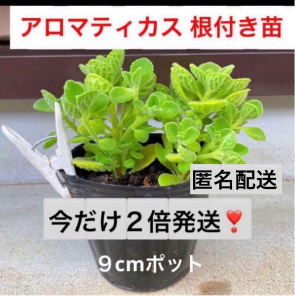 Gn1☆香りの良い☆アロマティカス☆根付き苗☆