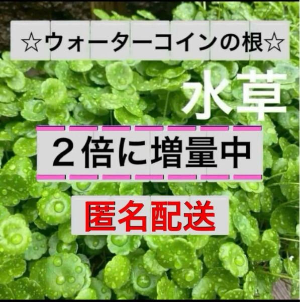 B☆直ぐ増える☆ウォーターコインの根☆激安☆