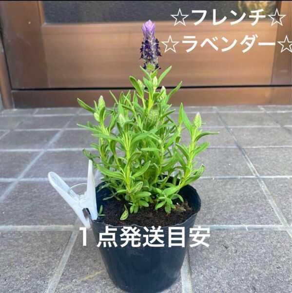A1☆フレンチラベンダー☆根付き苗☆ 暑さ寒さに強く☆お花も可愛い☆