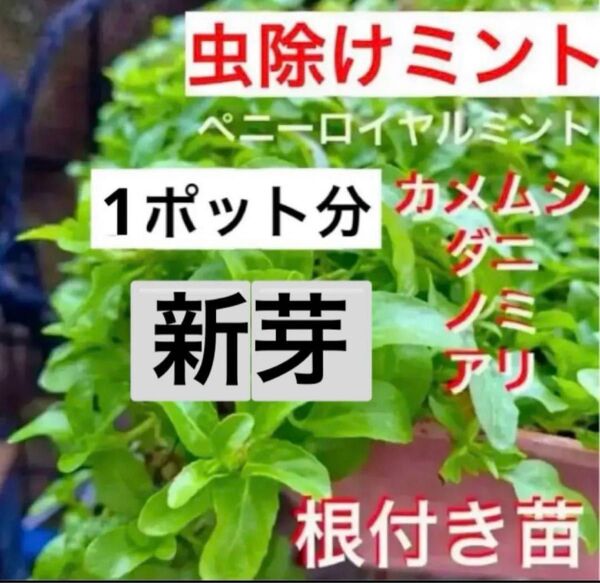 A1☆虫除け効果☆根付き本物のペニーロイヤルミント☆初心者向き☆