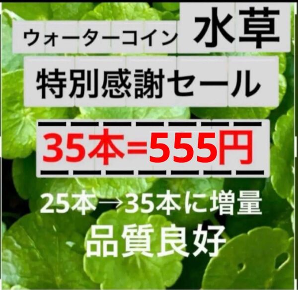 35w13☆限定特別セール☆メダカに大人気☆ウォーターコイン・マッシュルーム☆