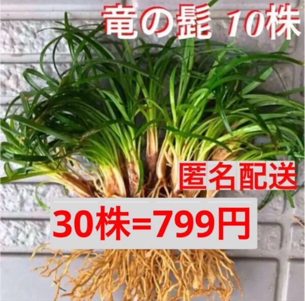 30☆増える☆立派な根の玉竜 竜の髭・玉竜☆初心者向き☆少量で良い方に☆