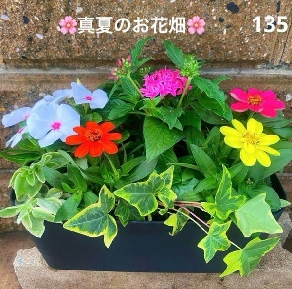 135☆真夏に強い寄せ植え☆グリーンに映えるカラフルなお花達☆