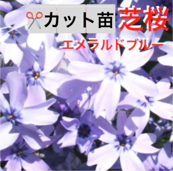 B22☆ ☆芝桜エメラルドクッションブルー☆ ☆カット苗☆