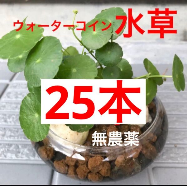 1C☆メダカに愛情を☆増えるウォーターコイン〜☆ウォーターマッシュルーム☆