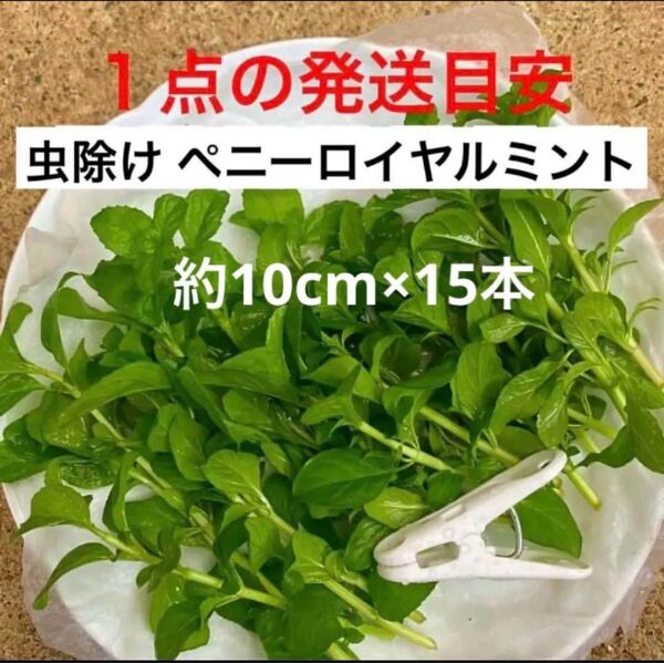 B☆虫除け効果☆本物のペニーロイヤルミント☆カット苗☆初心者向き☆