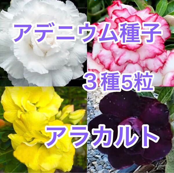 アデニウム 種子 3品種 各5粒 アラカルト