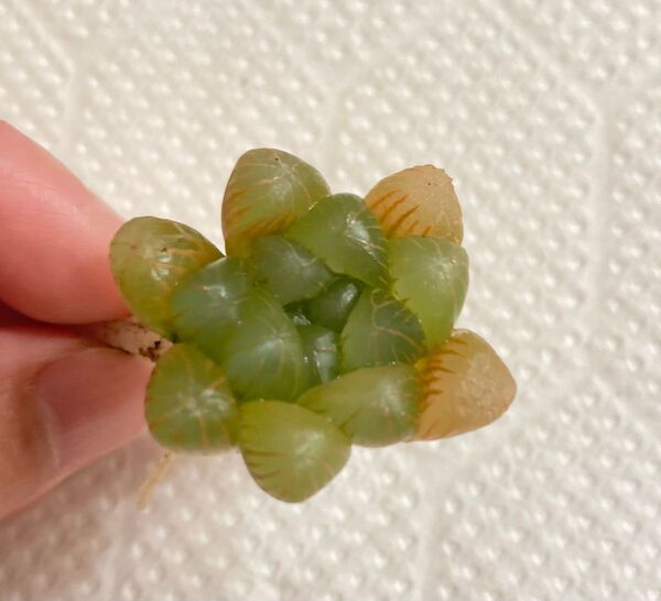 多肉 株分 癒し 植物 サボテン ハオルチア・玉露(ギョクロ)