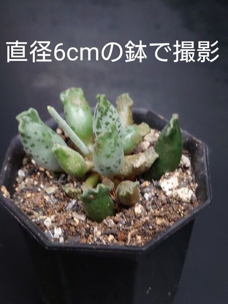 多肉植物 アザラシ