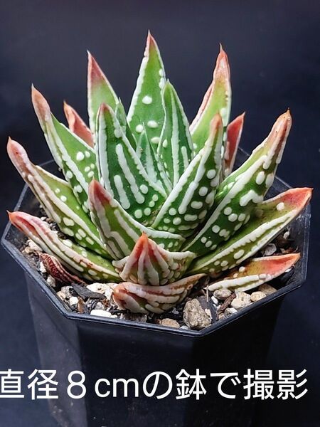 多肉植物 天使の泪