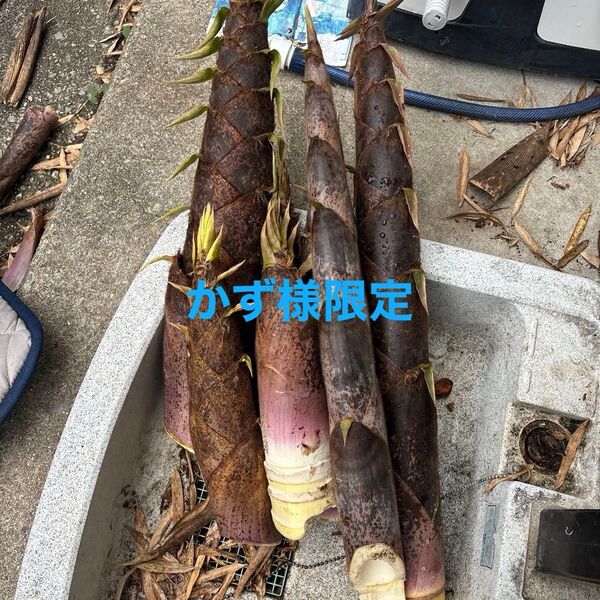 朝とりたてたけのこ、柔らかくて美味しい、自慢のたけのこです、ぜひご賞味下さい