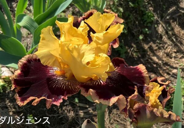ジャーマンアイリス・インダルジェンス