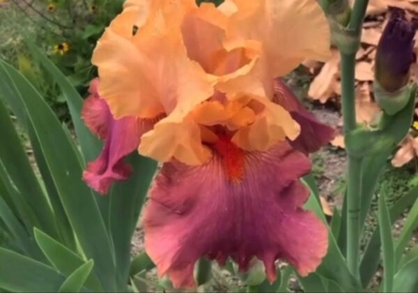 ジャーマンアイリス・フリマウス一芽