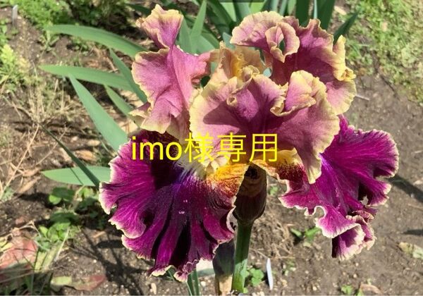 ジャーマンアイリス・モンマルトル 中苗