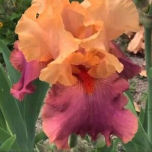 ジャーマンアイリス・フリマウス一芽