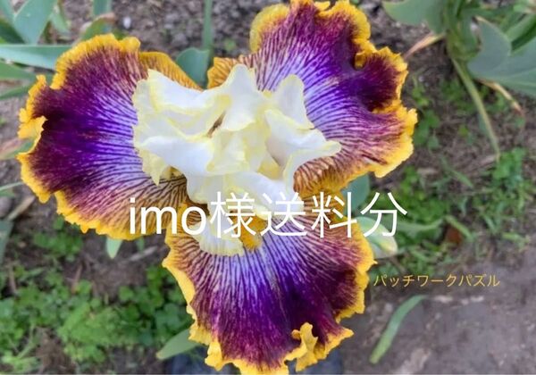ジャーマンアイリス パッチワークパズル送料
