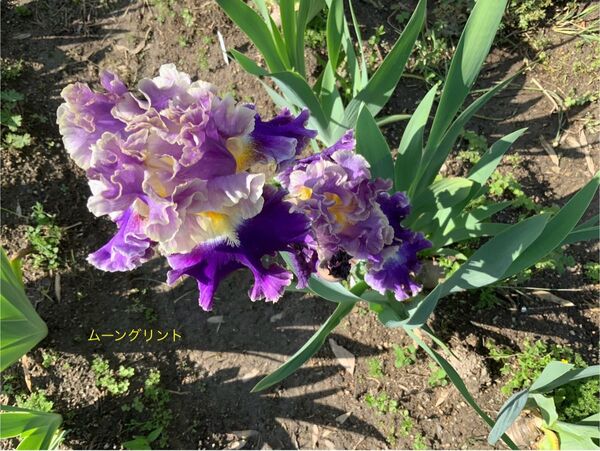 ジャーマンアイリス ラッフル種