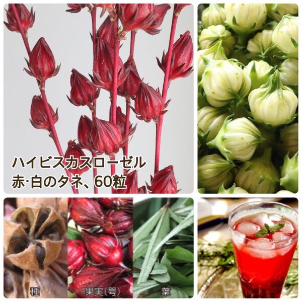 ★残り2袋 ハイビスカスローゼル 赤30粒・白30粒