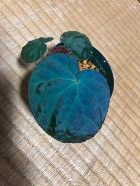 希少品種!ベゴニア・ロッキー(Begonia rockii)