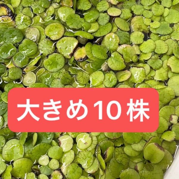 アマゾンフロッグピット 10株+おまけ