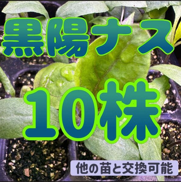 黒陽ナス×10 無農薬 他の苗と交換可能