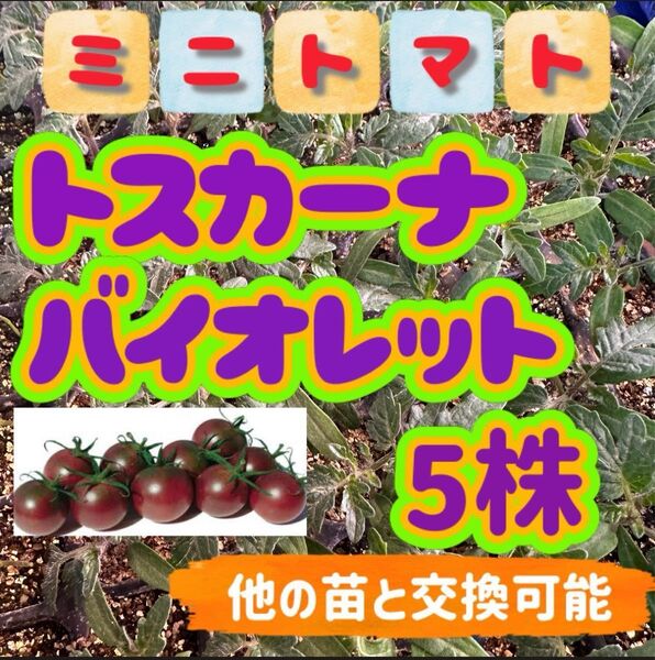 トスカーナバイオレット小苗×5 無農薬 他の苗と交換可能