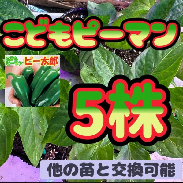 子どもピーマン ピー太郎 ×5 無農薬 他の苗と交換可能