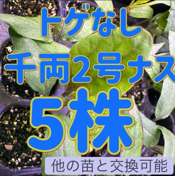 トゲナシ千両2号ナス×5 無農薬 他の苗と交換可能