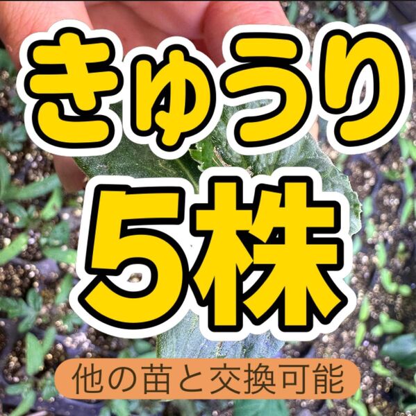 きゅうり つや太郎×5 無農薬 他の苗と交換可能
