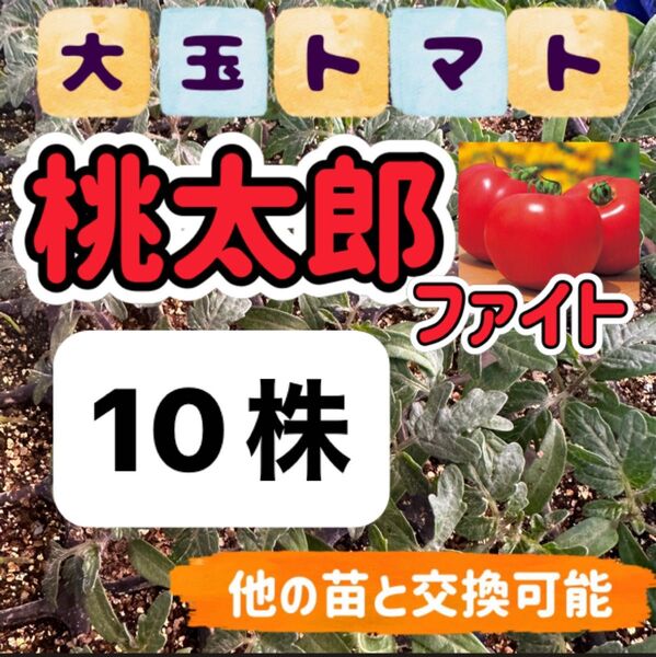 桃太郎ファイト×10 無農薬 他の苗と交換可能