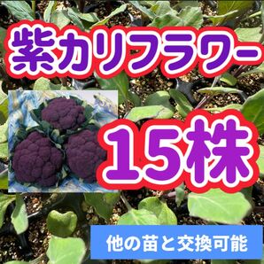 紫カリフラワー×15 無農薬 他の苗と交換可能