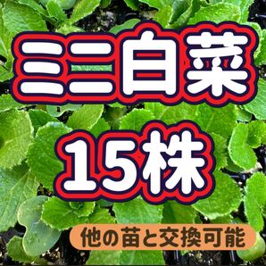 ミニ白菜 タイニーシュシュ×15 無農薬 他の苗と交換可能
