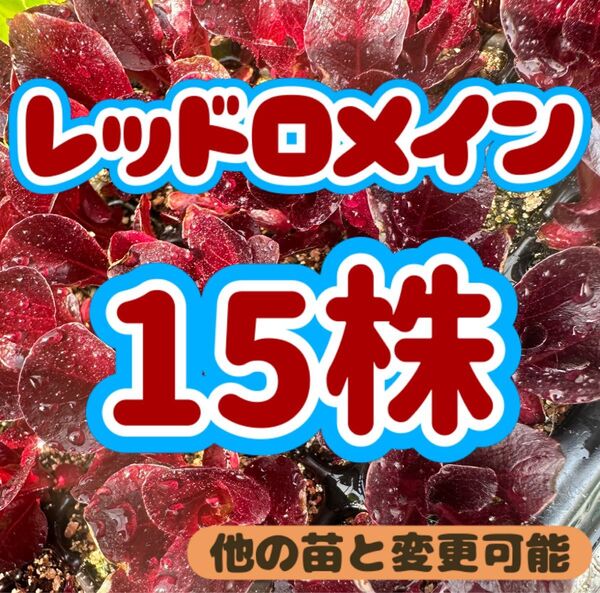レッドロメインレタス×15 無農薬 他の苗と交換可能