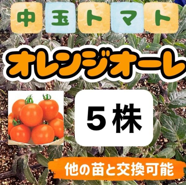 オレンジオーレ×5 小苗 無農薬 他の苗と交換可能