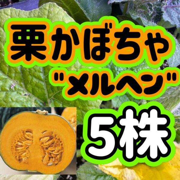 栗かぼちゃ メルヘン×5 無農薬 他の苗と交換可能