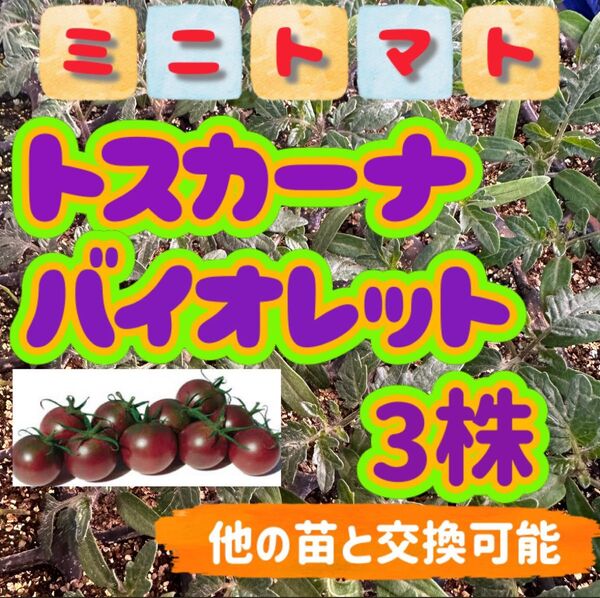 トスカーナバイオレット×3 無農薬 他の苗と交換可能