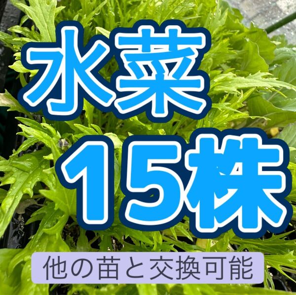 水菜×15 無農薬 他の苗と交換可能