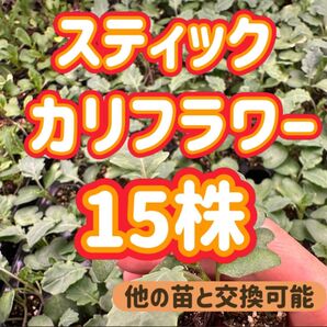 スティックカリフラワー×15 無農薬 他の苗と交換可能