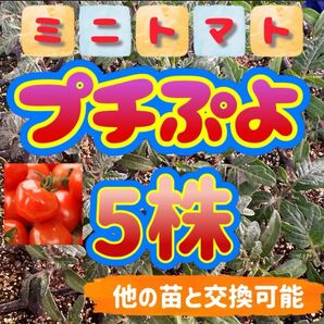 プチぷよ小苗×5 無農薬 他の苗と交換可能