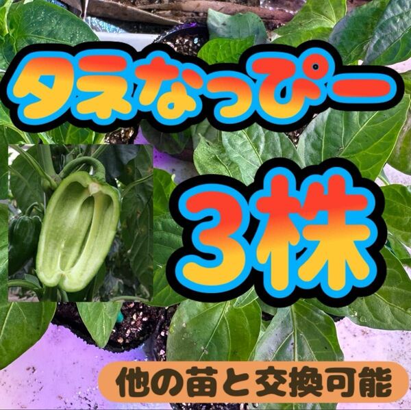 種無しピーマン タネなっぴー×3 無農薬 他の苗と交換可能 小苗