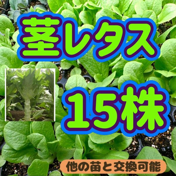 茎レタス×15 無農薬 他の苗と交換可能