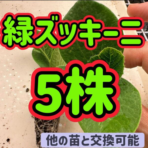 ズッキーニ×5 無農薬 他の苗と交換可能