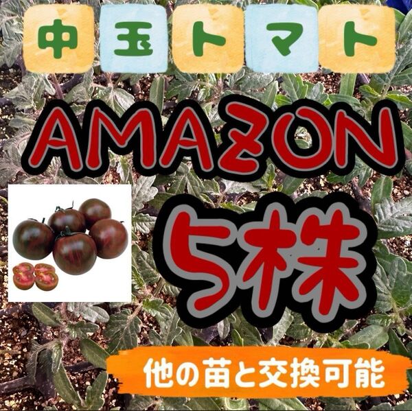 アマゾン小苗×5無農薬 他の苗と交換可能