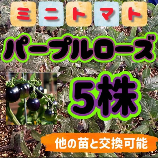 パープルローズ小苗×5 無農薬 他の苗と交換可能