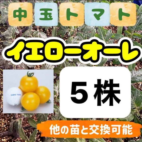 イエローオーレ×5 小苗 無農薬 他の苗と交換可能