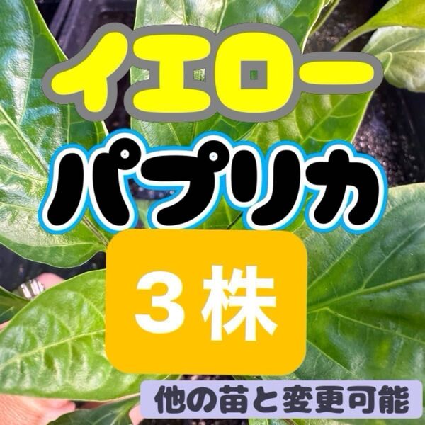 パプリカ イエロー 黄色×3 無農薬 他の苗と交換可能