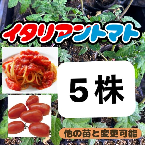 イタリアントマト小苗×5 無農薬 他の苗と交換可能