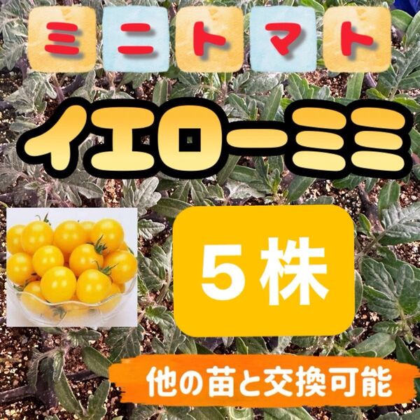 イエローミミ小苗×5 無農薬 他の苗と交換可能
