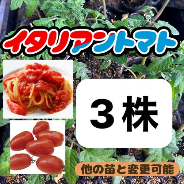 イタリアントマト×3 無農薬 他の苗と交換可能