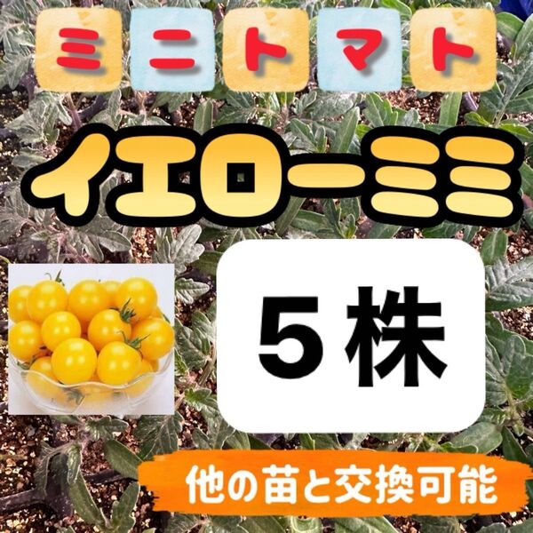 イエローミミ小苗×5 無農薬 他の苗と交換可能